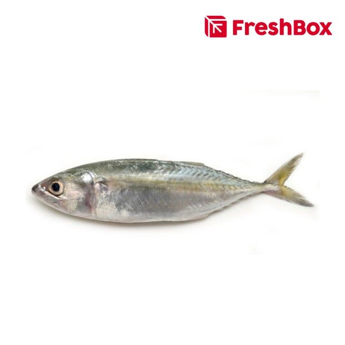 Ikan Kembung Banjar (450-550gr) Freshbox - 1