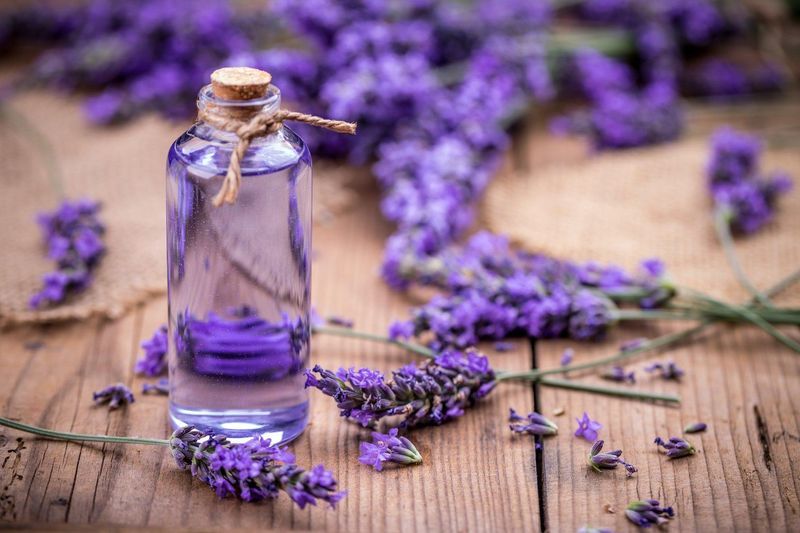 Arti Bunga Lavender dan Manfaatnya untuk Kehidupan