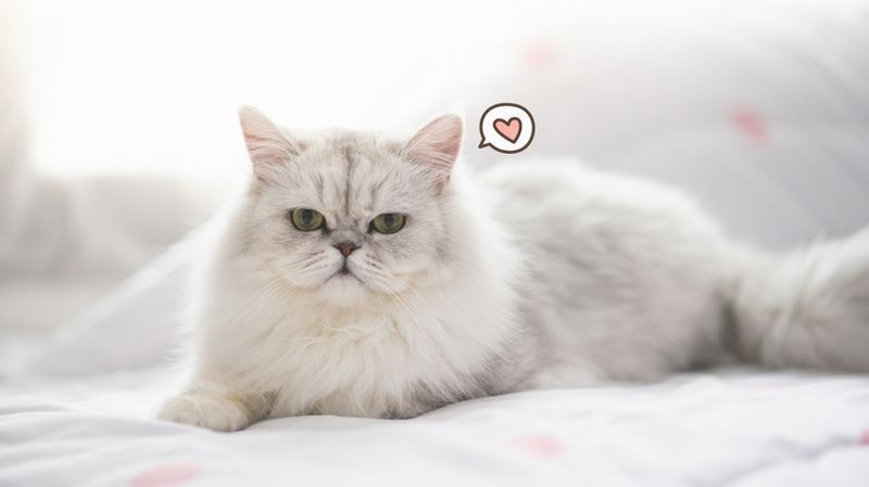 Jangan Sampai Salah, Ini Ciri, Harga, dan Cara Merawat Kucing Persia