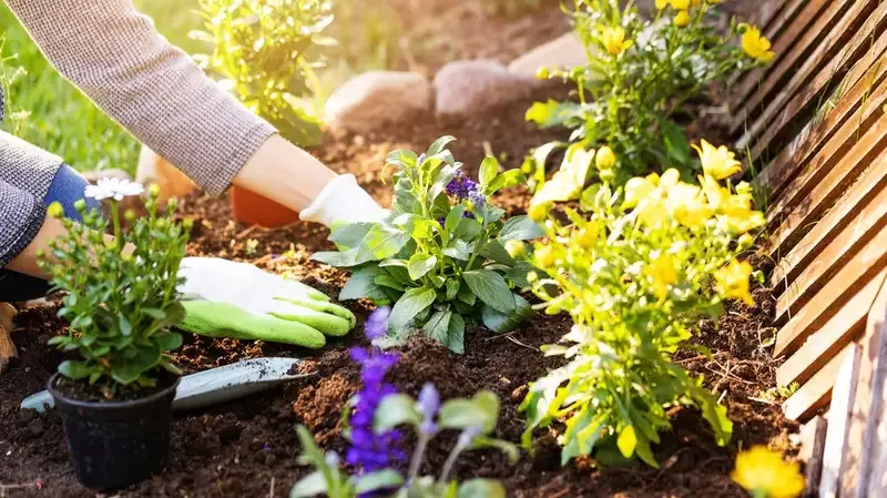 5 Jenis Tanaman Hortikultura untuk Kebun Mini Moms