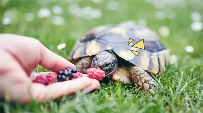 Ragam Fakta Unik Kura-kura dan Cara Memeliharanya di Rumah
