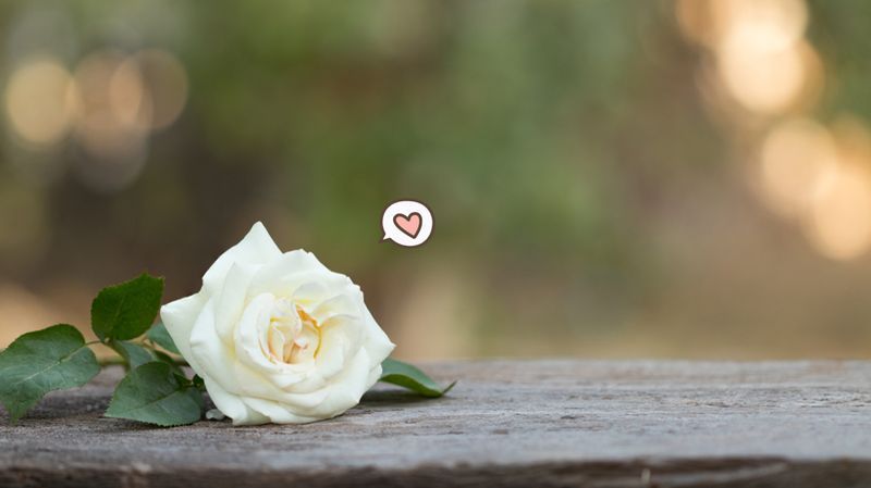 7 Arti Bunga Mawar Putih, Identik dengan Acara Pernikahan yang Suci