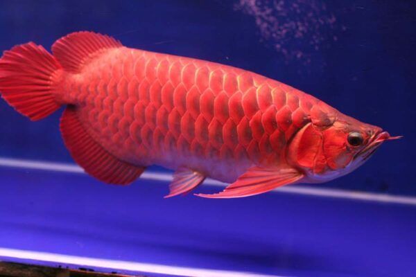 Penghias Interior Rumah, Ini 8 Jenis Ikan Predator untuk Dipelihara dalam Akuarium