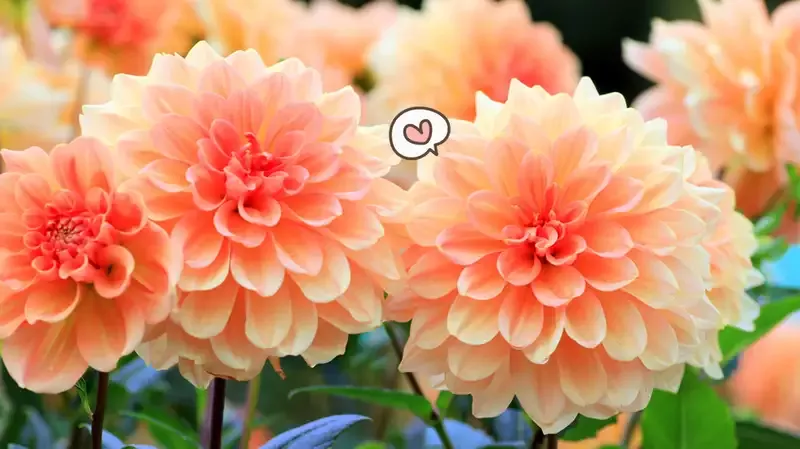 Bunga Dahlia: Arti, Manfaat, Jenis, Cara Menanam dan Merawat