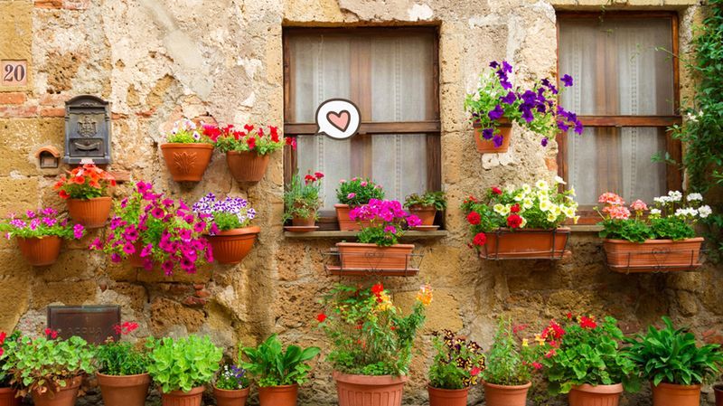 9 Jenis Bunga dalam Pot untuk Memperindah Ruangan Rumah