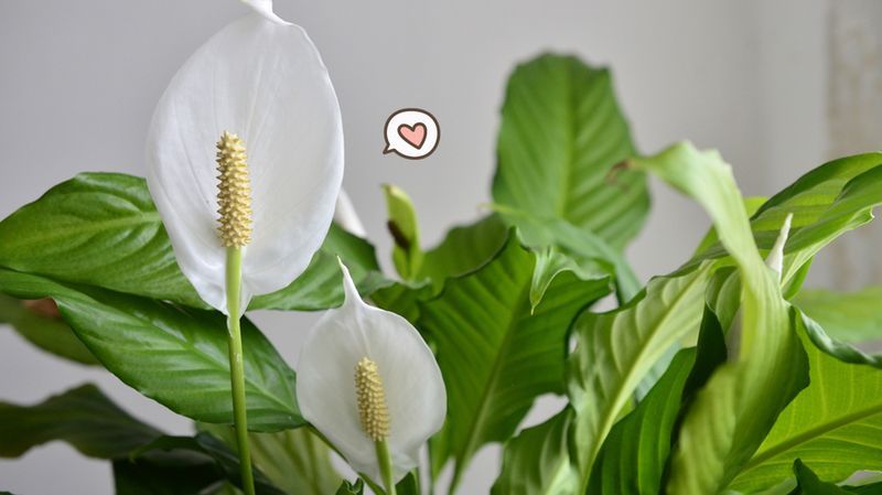 Tumbuh Cantik, Begini Cara Merawat Bunga Peace Lily!