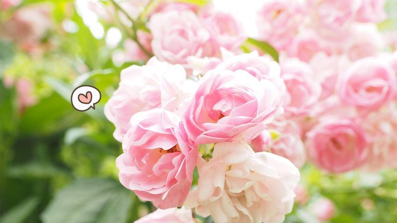 7 Rekomendasi Bunga Pink, Cantik untuk Taman Moms!