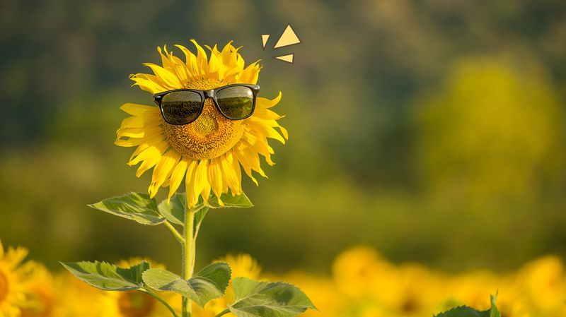 9 Cara Menanam Bunga Matahari, Ketahui Hal yang Perlu Diperhatikan