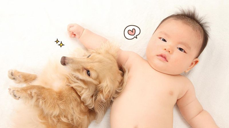 4 Cara Agar Hewan Peliharaan Bersahabat dengan Bayi