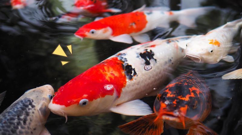8 Cara Memelihara Ikan Koi yang Tepat agar Dapat Bertahan Hidup Lama dan Selalu Sehat