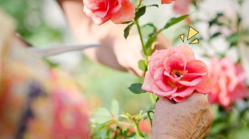 6 Cara Menanam Mawar di Rumah Supaya Kebun Tampak Cantik