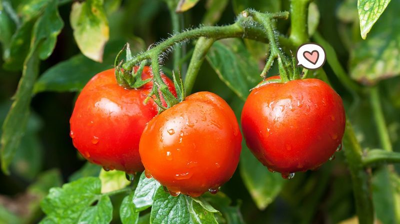 5+ Cara Menanam Tomat yang Mudah, Bisa di Pot atau di Tanah!