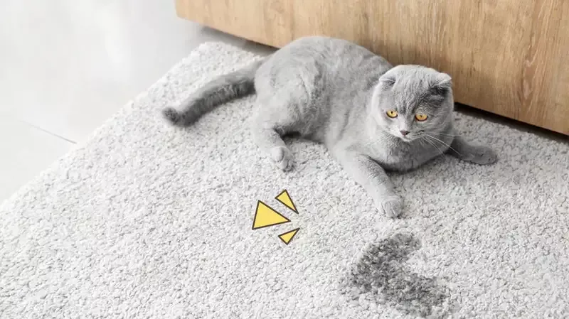 Cara Menghilangkan Bau Kencing Kucing di Karpet, Kasur, dan Pakaian
