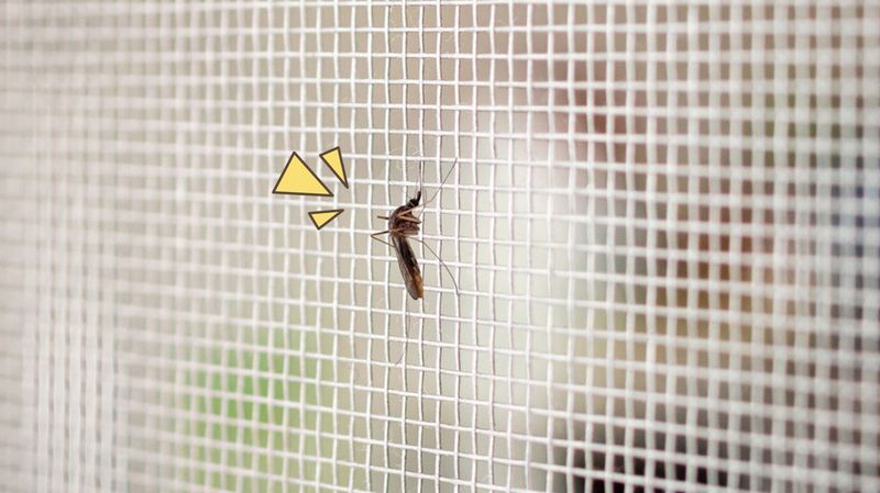 15 Cara Mengusir Nyamuk dengan Bahan Alami, Ampuh Bikin Nyamuk Tidak Datang Lagi