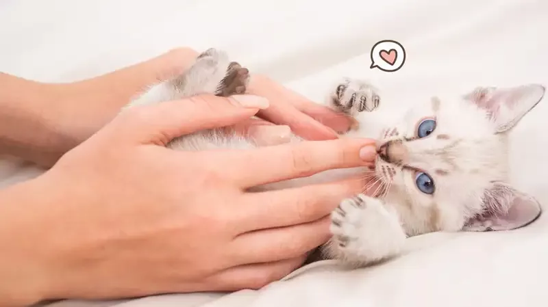 10 Cara Merawat Anak Kucing Tanpa Induk, Wajib Diketahui!