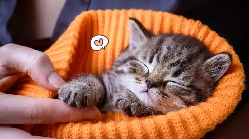 Terlihat Menggemaskan, Ternyata Cara Merawat Anak Kucing Baru Lahir Bukan Perihal Gampang!