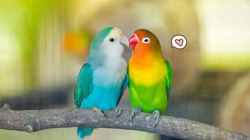 7 Cara Merawat Burung Lovebird, Berikut Ini Aturan Pemberian Pakan dan Perawatan Kandangnya
