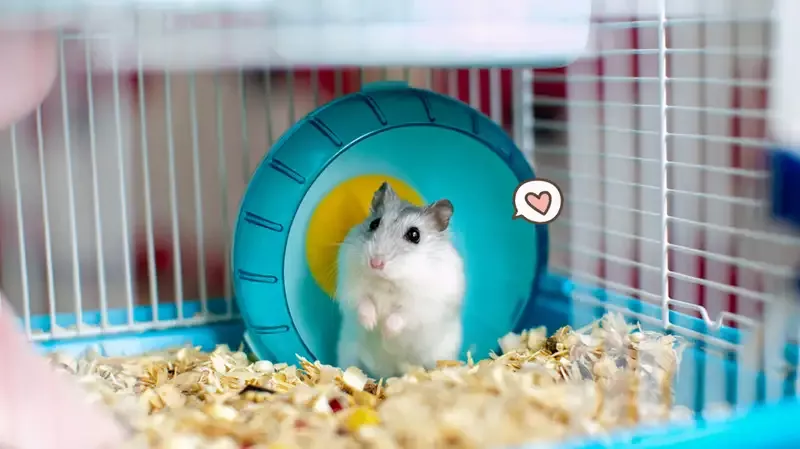 7 Cara Merawat Hamster Agar Tidak Mati dan Bau