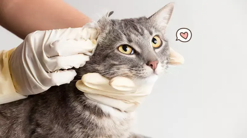 6 Cara Merawat Kucing yang Harus Diketahui Sebelum Memeliharanya