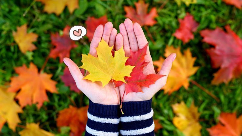 5+ Fakta dan Jenis Daun Maple, Daun Cantik yang Tumbuh di Negara Empat Musim!