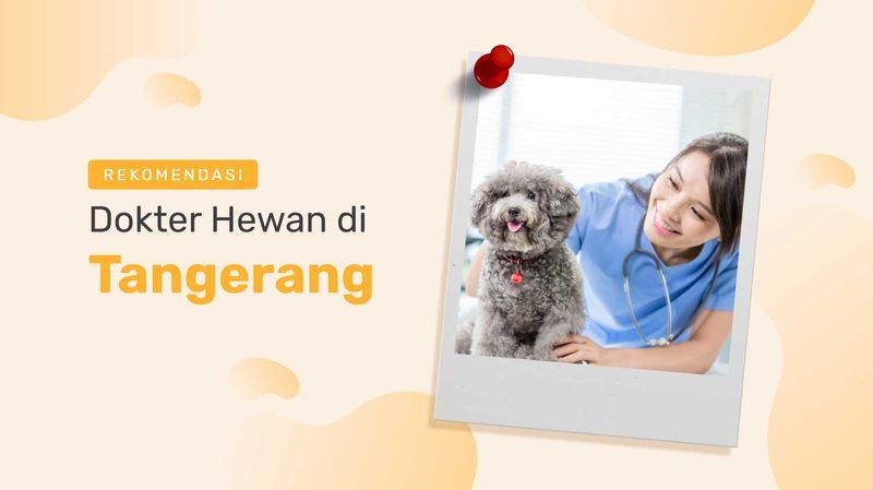 11 Rekomendasi Dokter Hewan di Tangerang, Catat Lokasi dan Jadwal Praktiknya!