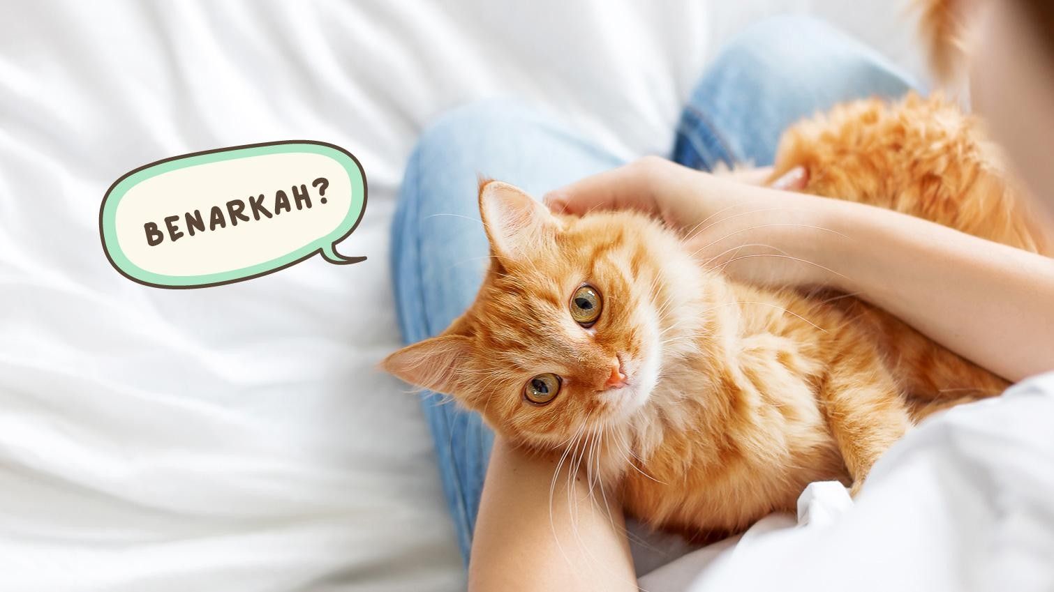 Fakta Dibalik Anggapan Memelihara Kucing dapat Memicu Kemandulan