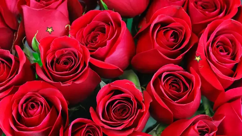 12 Filosofi Bunga Mawar, Bukan Hanya Lambang Cinta
