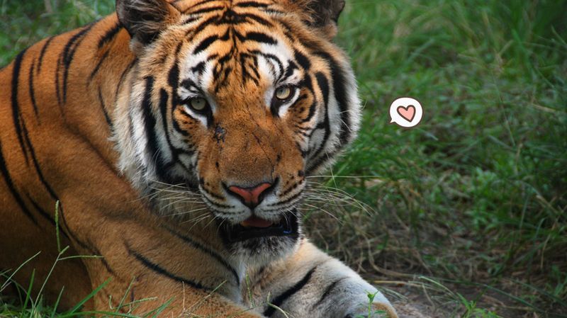 Fakta Kepunahan Harimau Bali yang Sempat Menghuni Pulau Dewata
