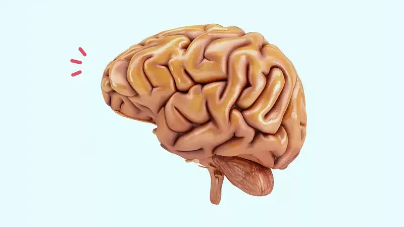 Mengenal Fungsi dari Hipotalamus, Pusat Kontrol Tubuh di Otak