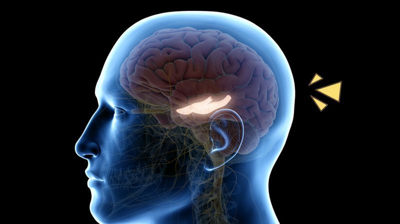 Kenali Fungsi Hippocampus, Bagian Otak yang Penting untuk Pembentukan Memori