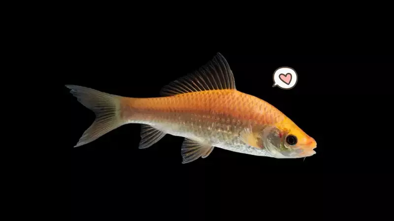 8 Fakta Menarik Ikan Nilem, Ikan Dokter yang Kerap Dipakai Terapi!