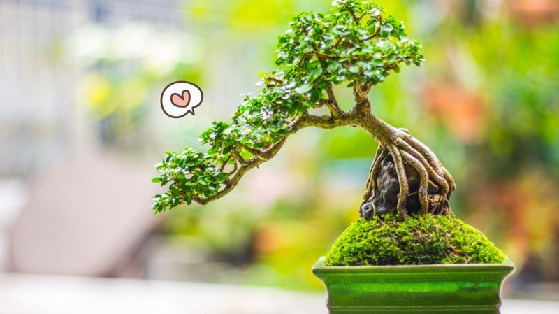 9+ Jenis Bonsai Cantik dan Unik untuk Taman Rumah, Bikin Makin Betah!