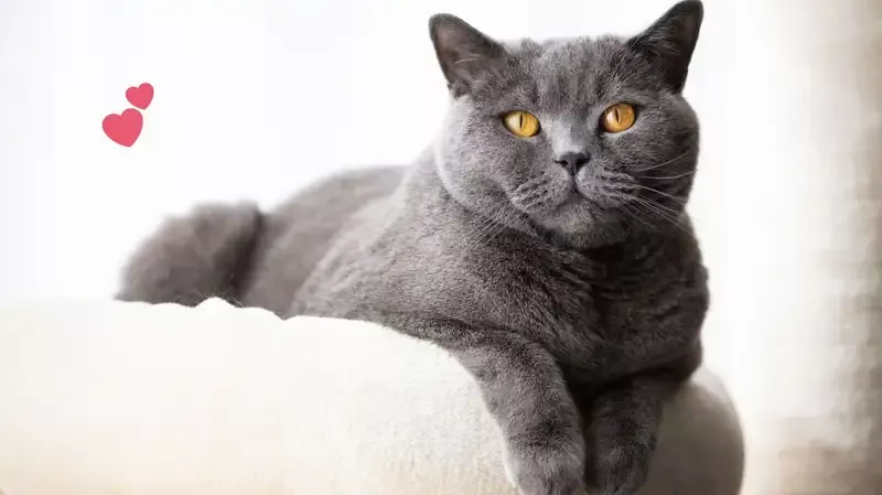 Mengenal Karakteristik dan Alasan Mengapa Ras Kucing British Shorthair Mahal