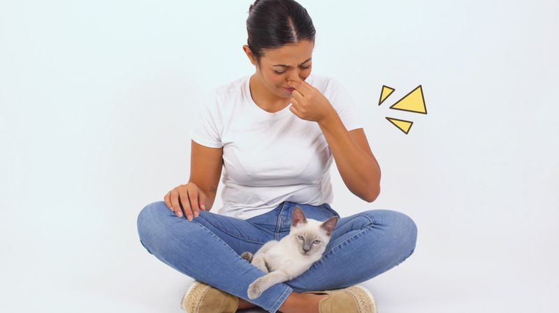 4 Penyebab Kucing Kentut dan Cara Merawatnya