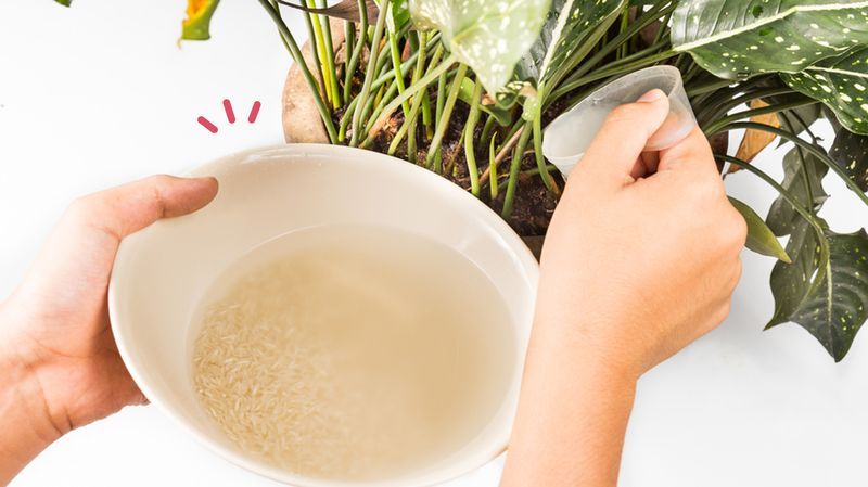 7 Manfaat Air Cucian Beras untuk Tanaman, Dapat Menyuburkan dan Memperkuat Tanaman