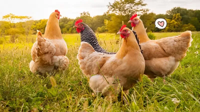 10+ Manfaat Ayam untuk Manusia dan Cara Mengolahnya Agar Nikmat