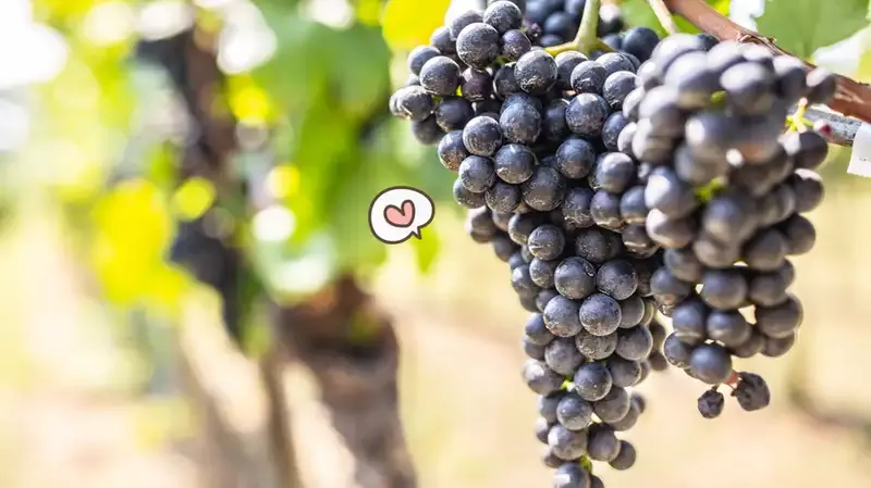 13 Manfaat Buah Anggur, Bagus untuk Kulit dan Meningkatkan Kesehatan Otak