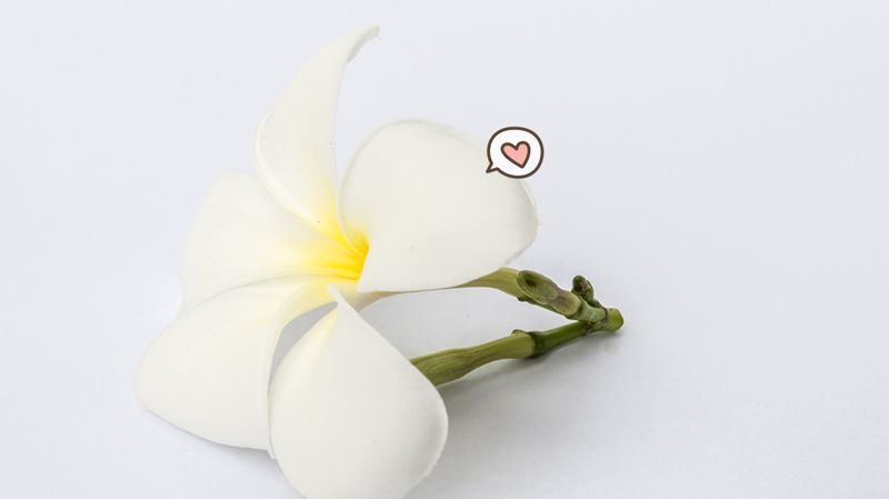 16 Manfaat Bunga Kamboja untuk Kecantikan dan Kesehatan