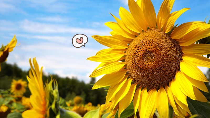 8 Manfaat Bunga Matahari untuk Kesehatan dan Kecantikan, Moms Wajib Tahu!