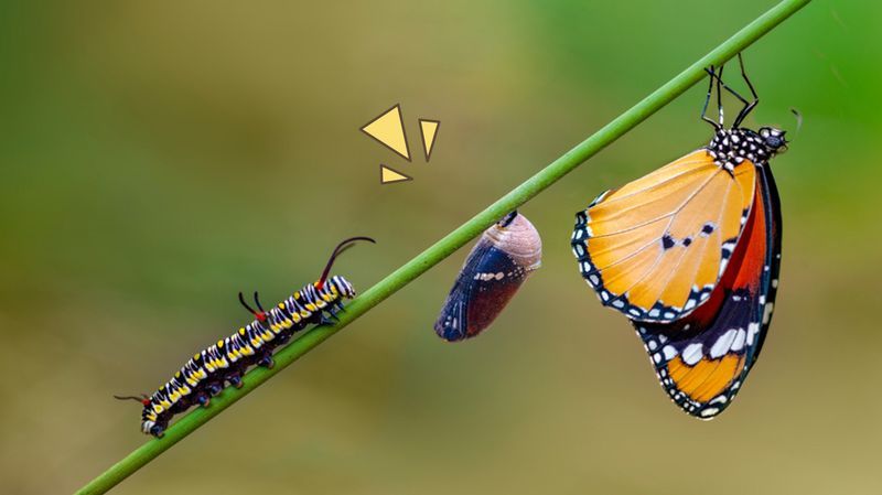 Tahapan Metamorfosis Kupu-kupu, dari Telur, Ulat, Kepompong hingga Kupu-kupu