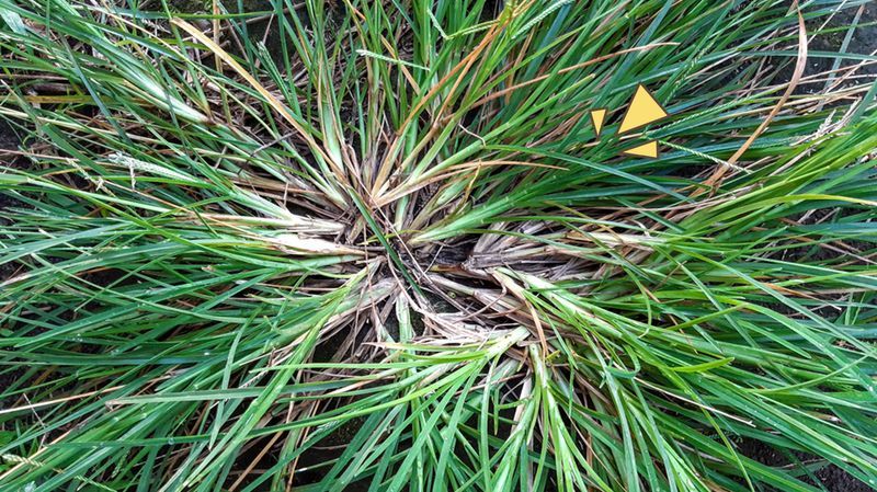 9 Manfaat Rumput Belulang yang Kerap Dianggap Hama