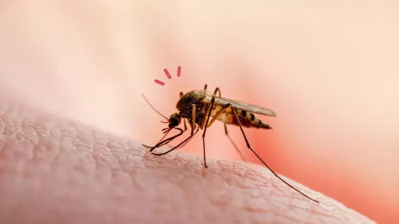 Kenali Siklus Hidup Nyamuk dan Cara Membasminya