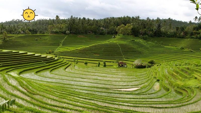 Sistem Subak, Sistem Irigasi Bali yang Jadi Warisan Budaya Dunia UNESCO