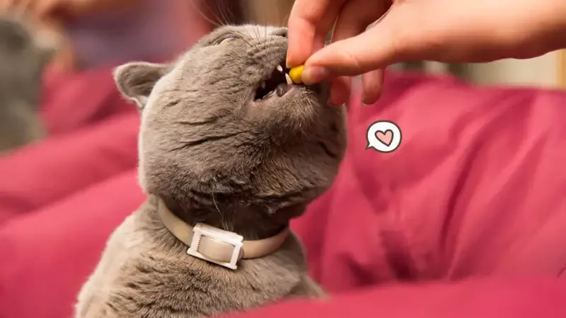 8 Rekomendasi Vitamin Kucing yang Bagus, Bisa Lebatkan Bulu!
